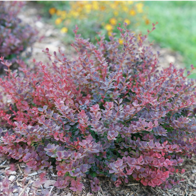Sunjoy Mini Maroon® Barberry (Berberis thunbergii 'Sunjoy Mini Maroon') - 2 gallon 10"