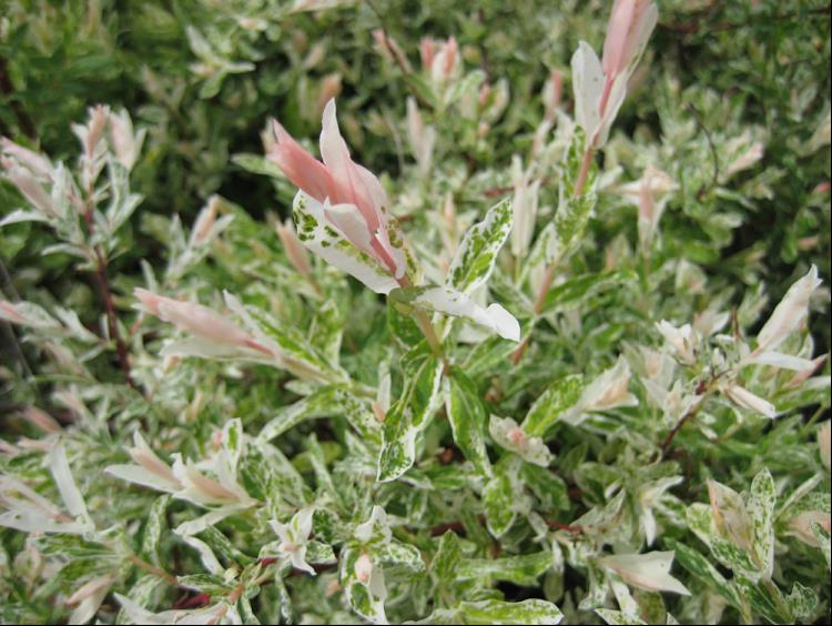 Dappled Willow (Salix integra 'Hakuro Nishiki') - 3 gallon 15"