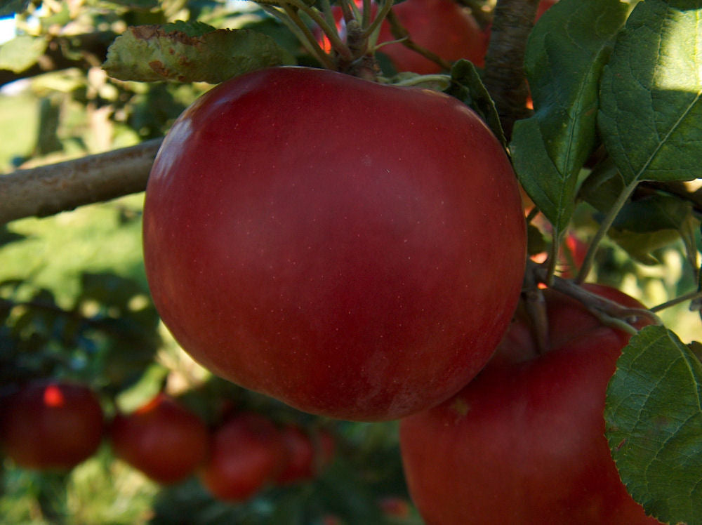 McIntosh Apple (Malus 'Fruit McIntosh') - 2 gallon 36"