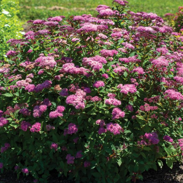 Empire® Ice Dragon™ Spiraea (Spiraea empire 'Ice Dragon') - 2 gallon 12"