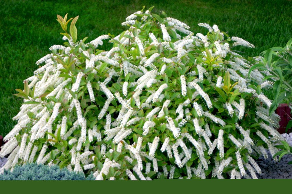 Little Henry® Sweetspire (Itea virginica 'Sprich') - 1 gallon