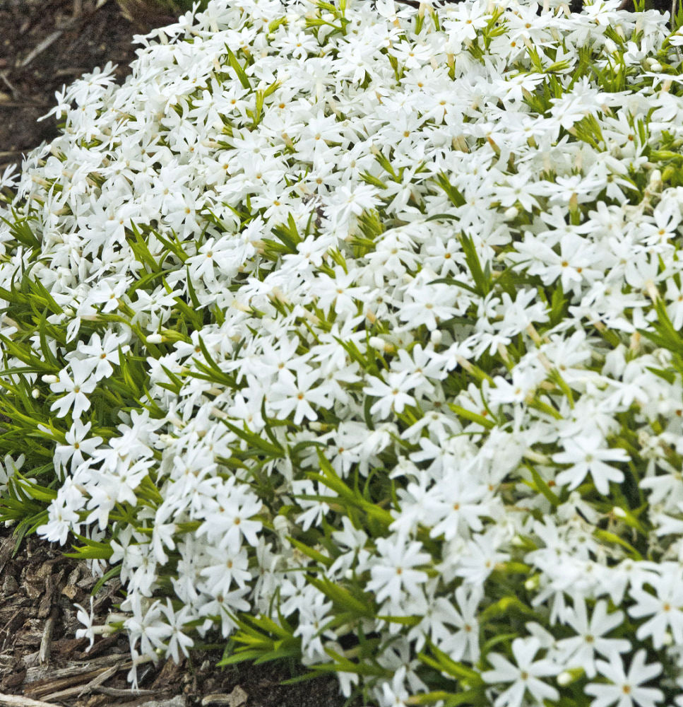 Snowflake Creeping Phlox (Phlox subulata 'Snowflake') - 1 gallon