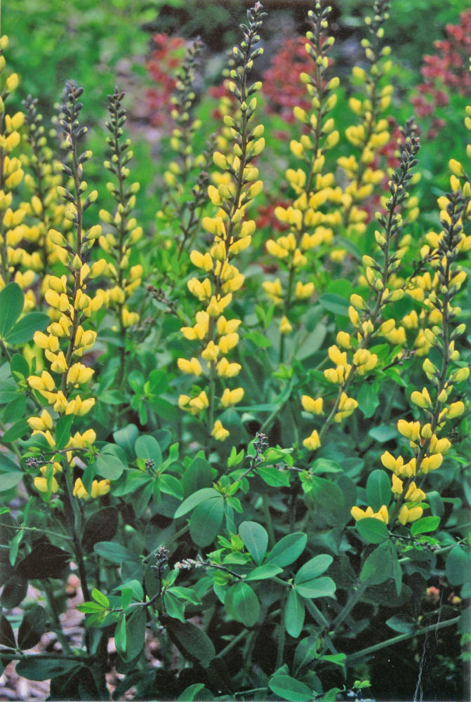 Decadence® 'Lemon Meringue' False Indigo (Baptisia x 'Lemon Meringue') - 1 gallon