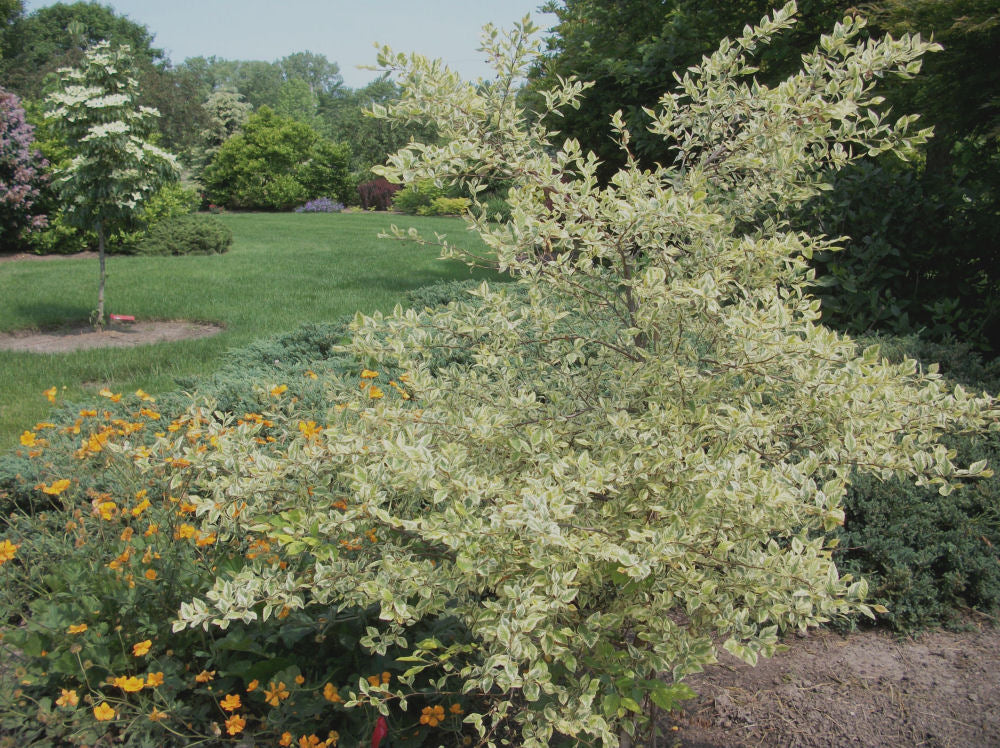 Shiloh Splash Variegated River Birch (Betula nigra 'Shiloh Splash') - 3 gallon 48" TREE