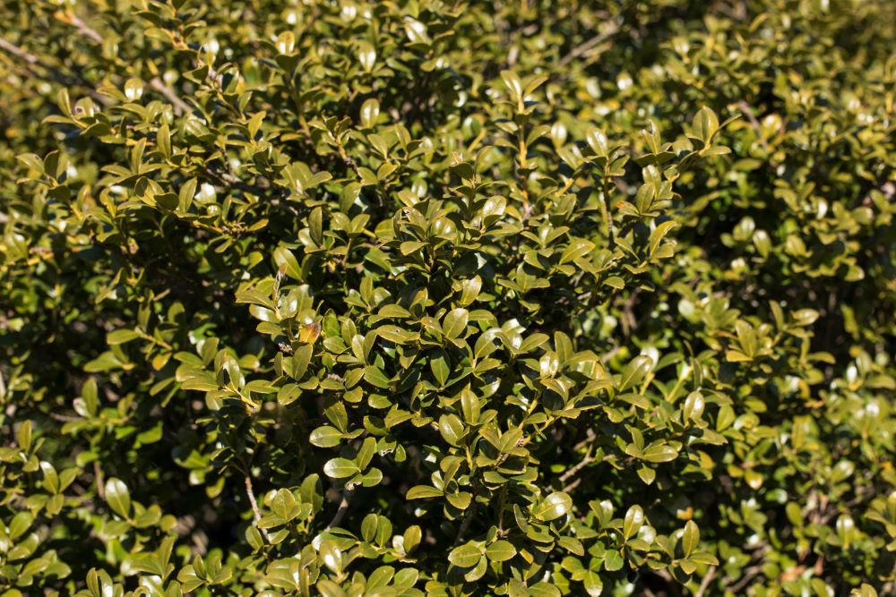 Chilly Willy Japanese Holly (Ilex crenata 'Winterscape Chilly Willy') - 3 gallon 15"