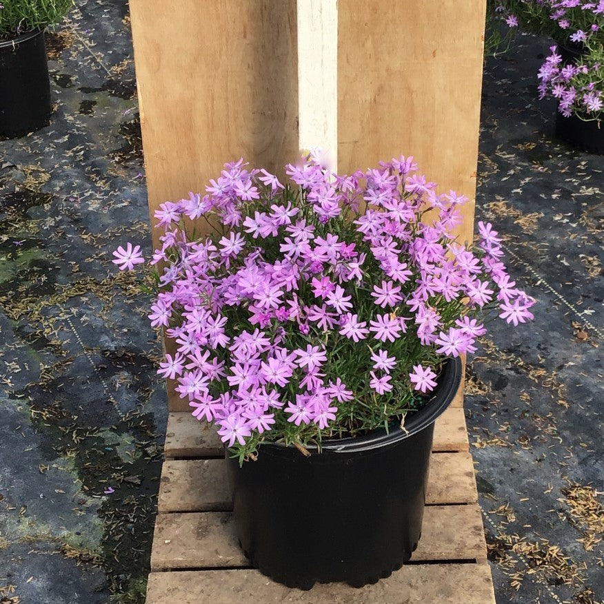 Bedazzled Lavender Hybrid Spring Phlox (Phlox subulata 'Bedazzled Lavender') - 1 gallon