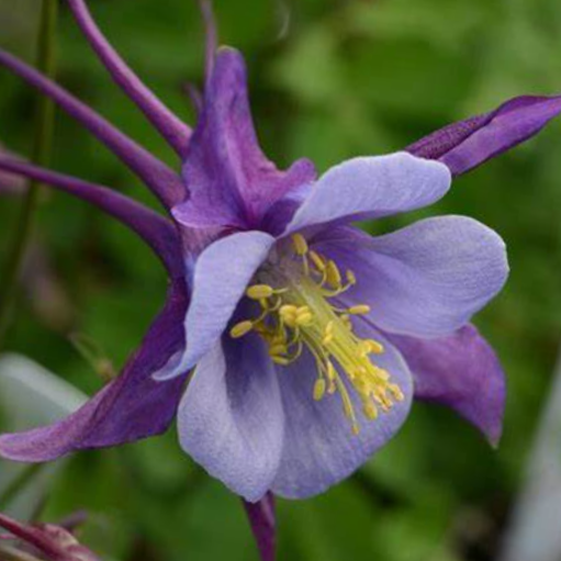 Purple Blue Colmbine (Aquilegia 'Earlybird Purple Blue') - 1 gallon