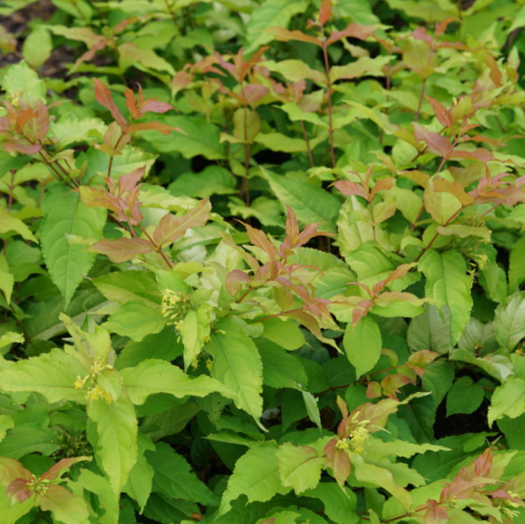 Kodiak Fresh® Honeysuckle (Diervilla sessilifolia 'Kodiak Fresh') - 3 gallon 15"