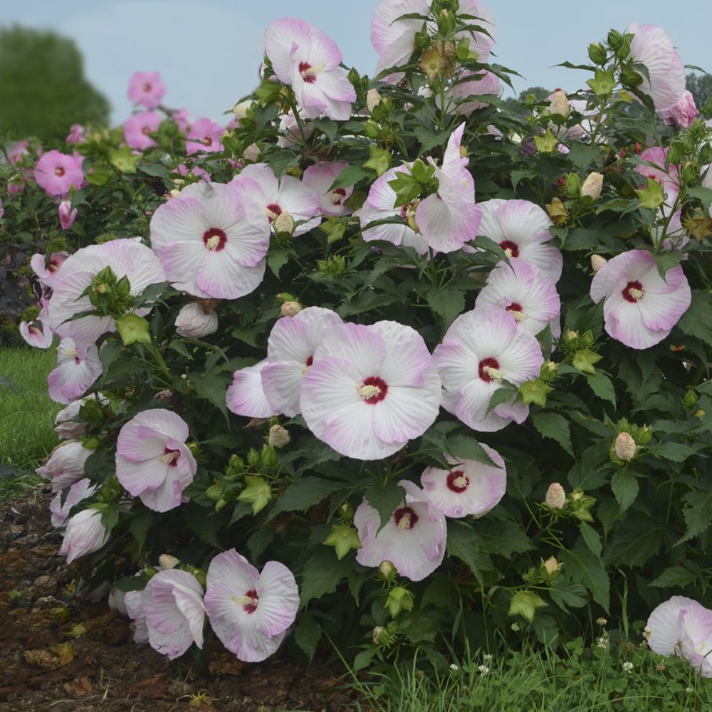 Summerific® 'Ballet Slippers' Rose Mallow (Hibiscus x 'Summerific Ballet Slippers') - 1 gallon